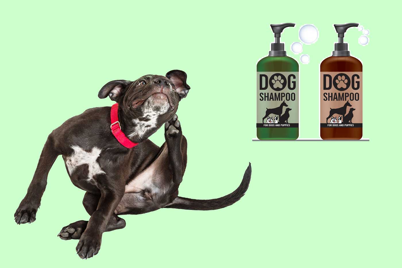 come curare prurito cane