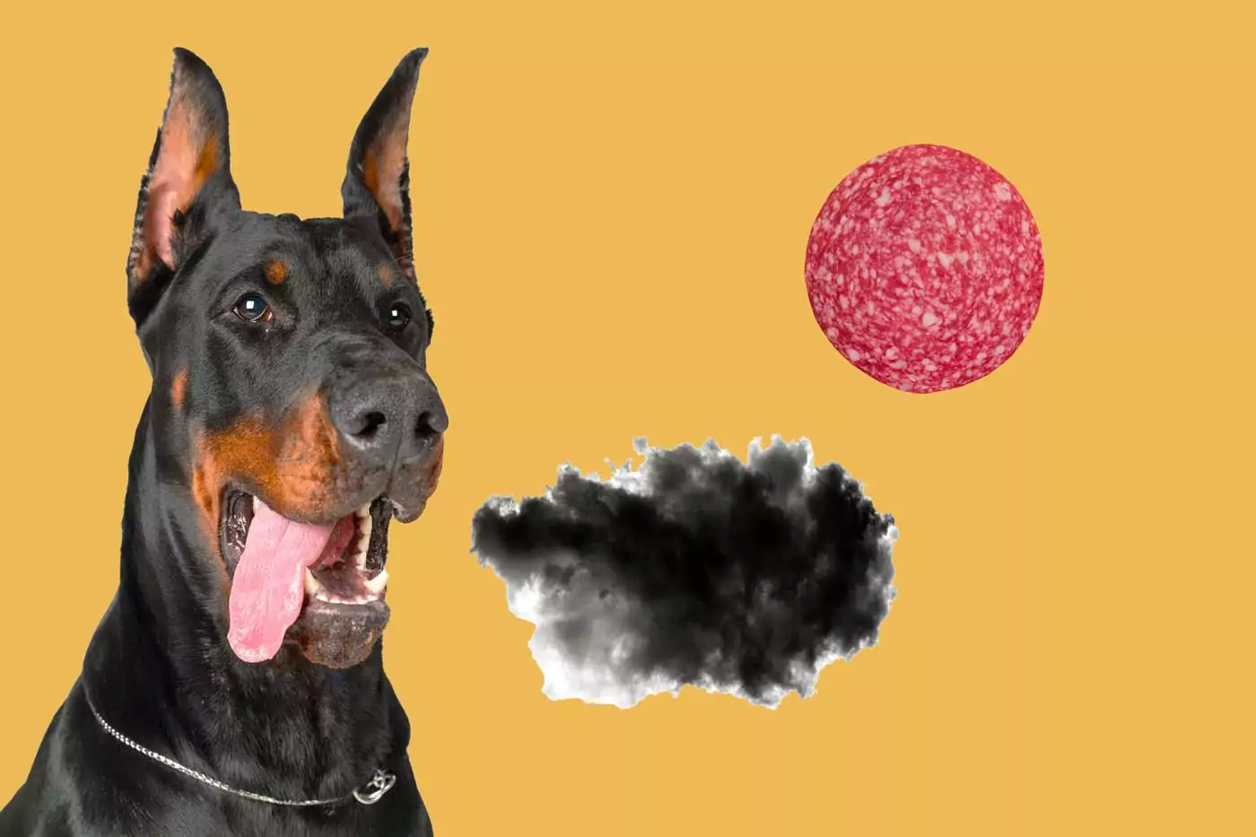 l'alito del mio cane puzza di salame