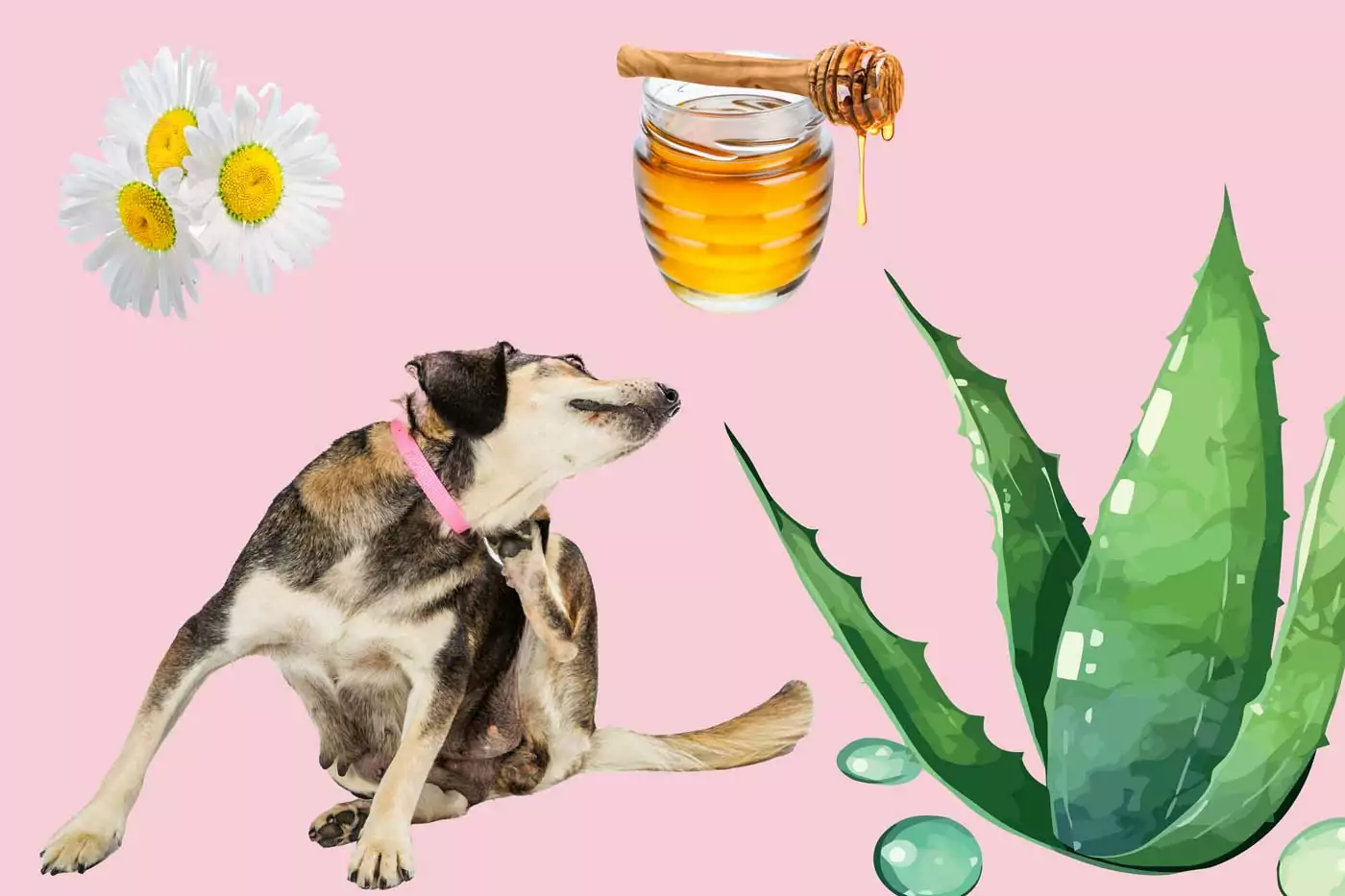 rimedi naturali prurito cane