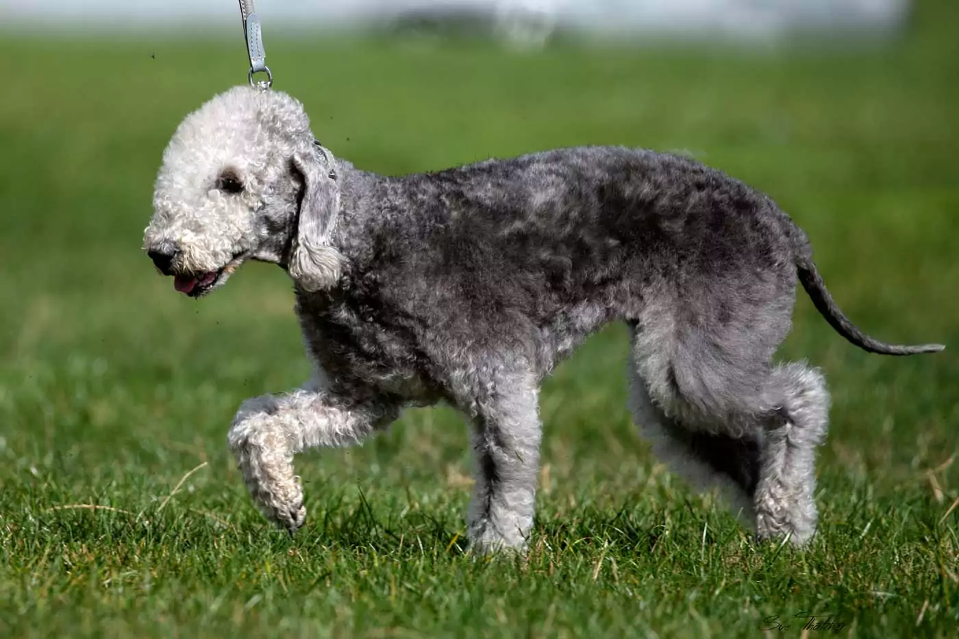 il bedlington terrier prezzo allevamento