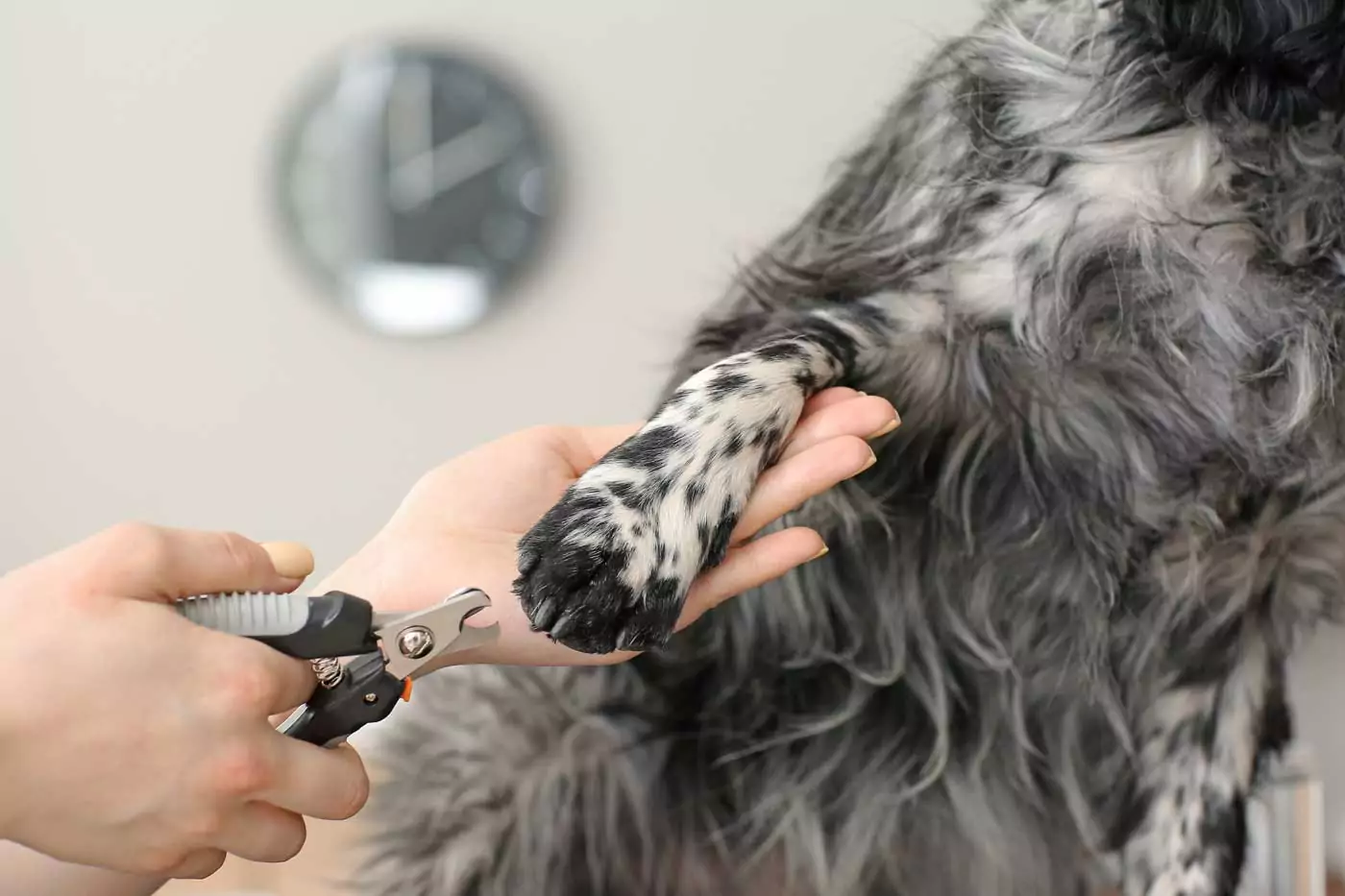 cosa fare se lo sperone del cane sanguina