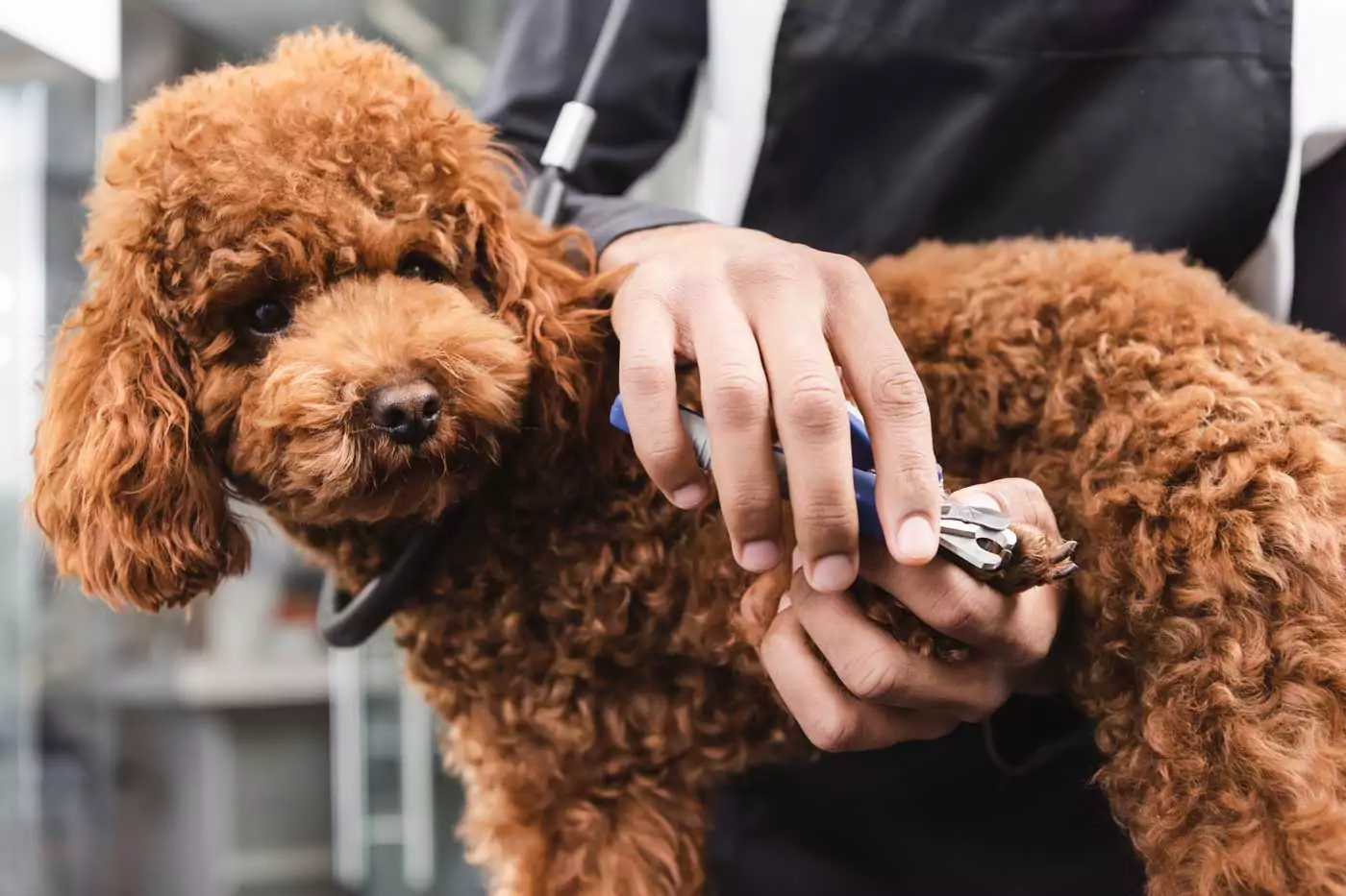 sperone del cane rotto, incarnito, gonfio e spezzato: cosa fare