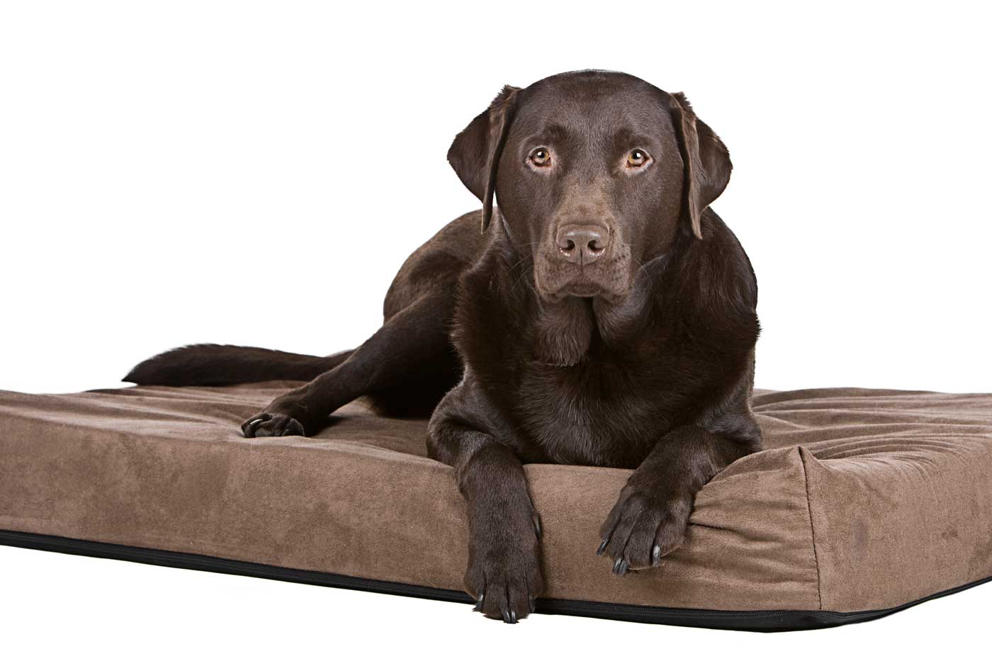 cucce per cani da interno cuccia ortopedica