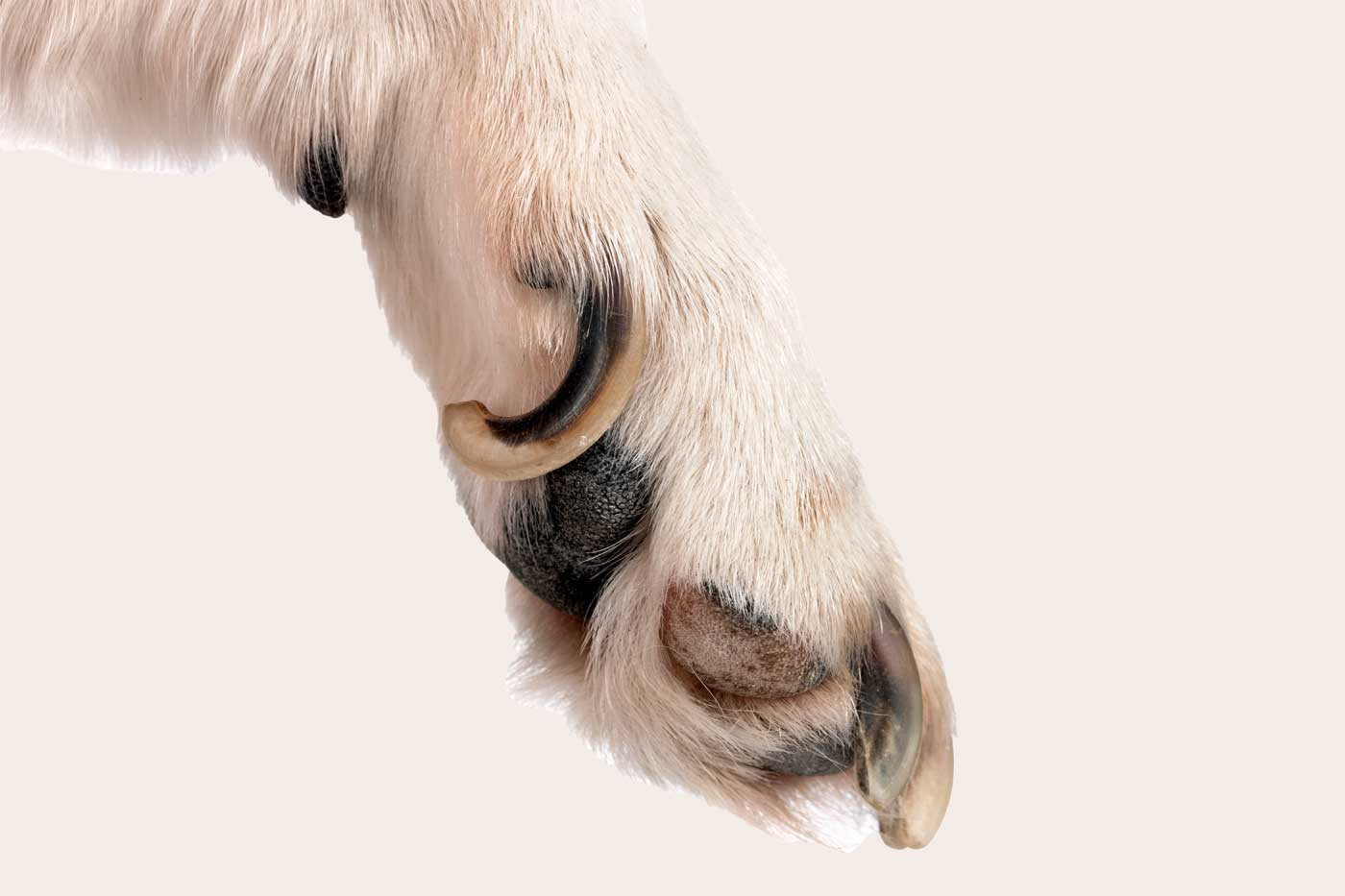 lo sperone del cane non ricresce quando viene tagliato, ma non quando viene rimosso