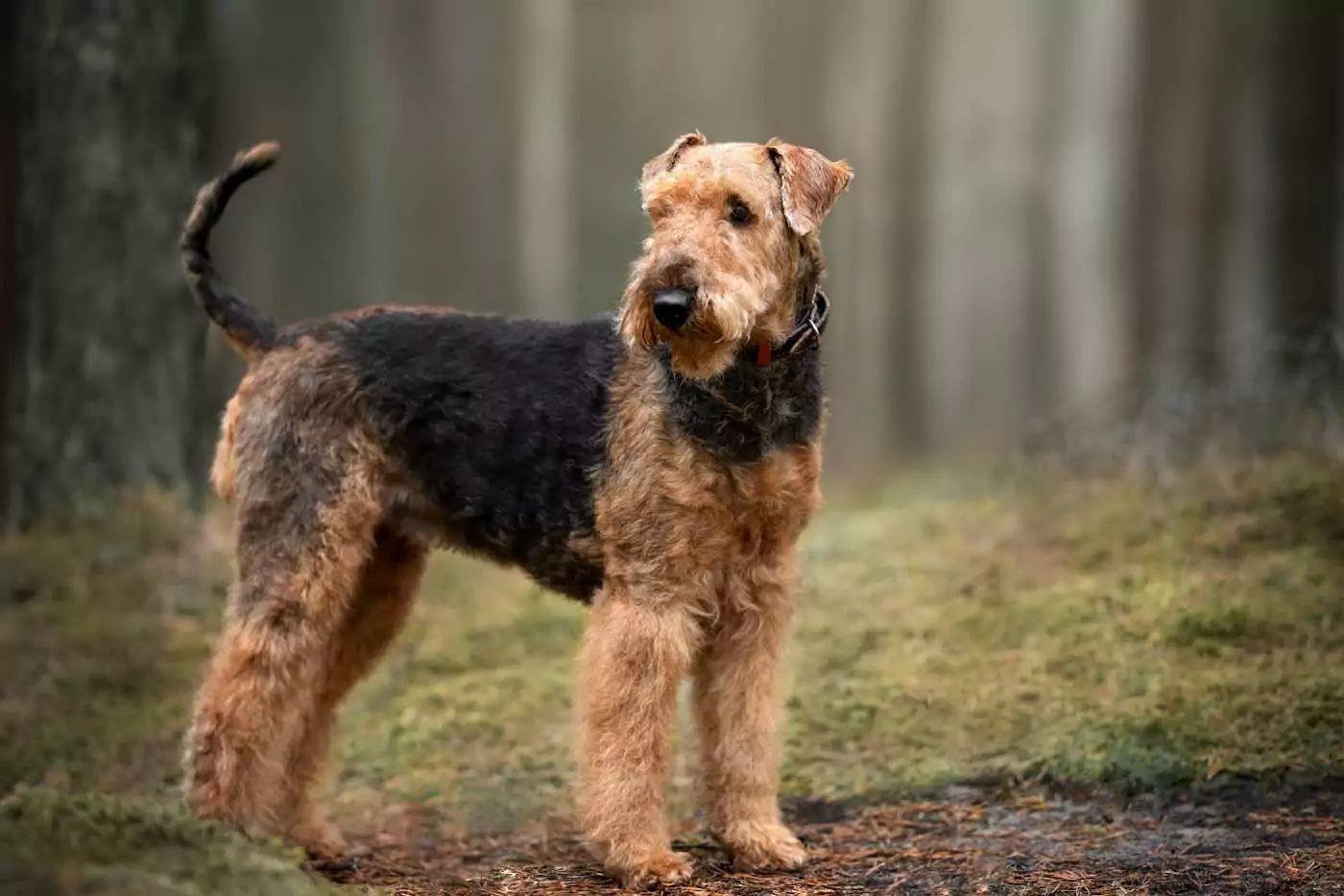 guida ai migliori cani da guardia: stori, aspetto, carattere, adattabilità alla vita in famiglia e informazioni utili per una felice convivenza