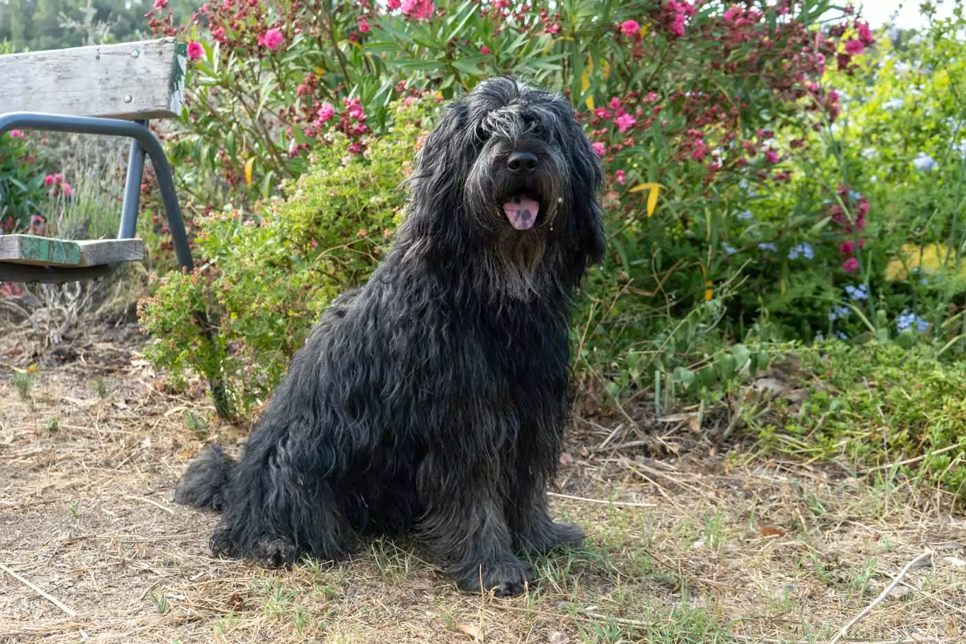 guida ai migliori cani da guardia: stori, aspetto, carattere, adattabilità alla vita in famiglia e informazioni utili per una felice convivenza