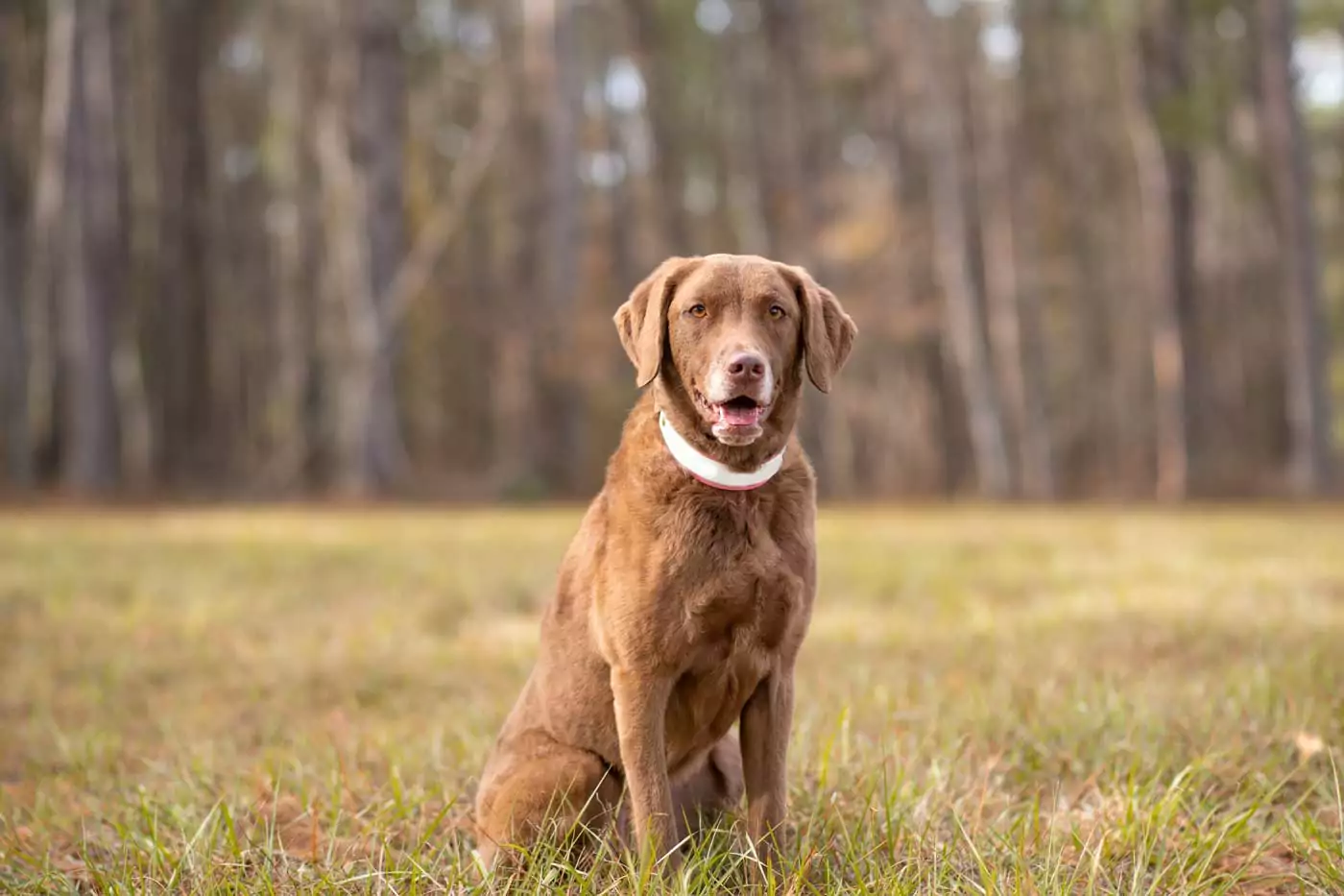 guida ai migliori cani da guardia: stori, aspetto, carattere, adattabilità alla vita in famiglia e informazioni utili per una felice convivenza