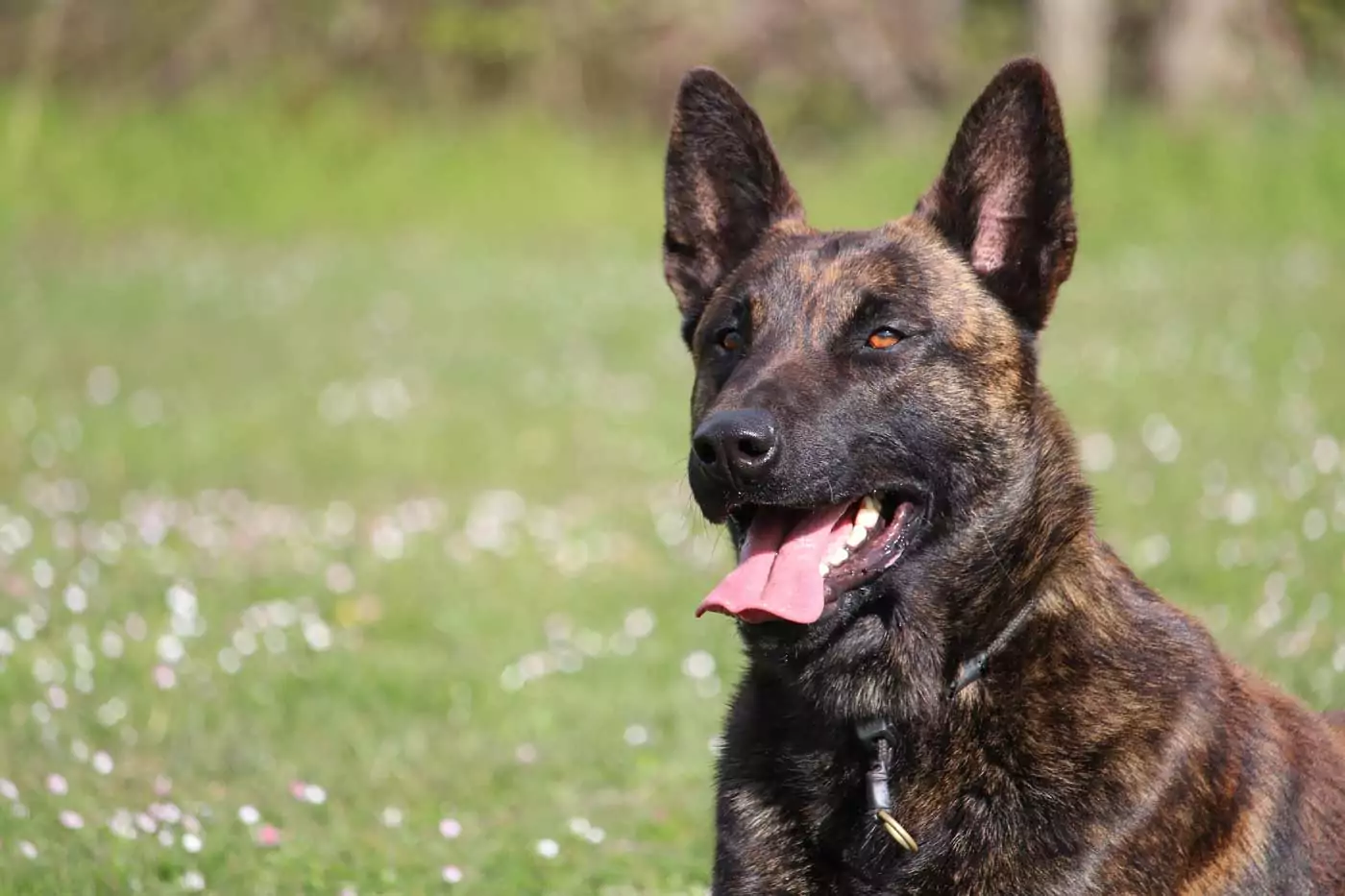 guida ai migliori cani da guardia: stori, aspetto, carattere, adattabilità alla vita in famiglia e informazioni utili per una felice convivenza