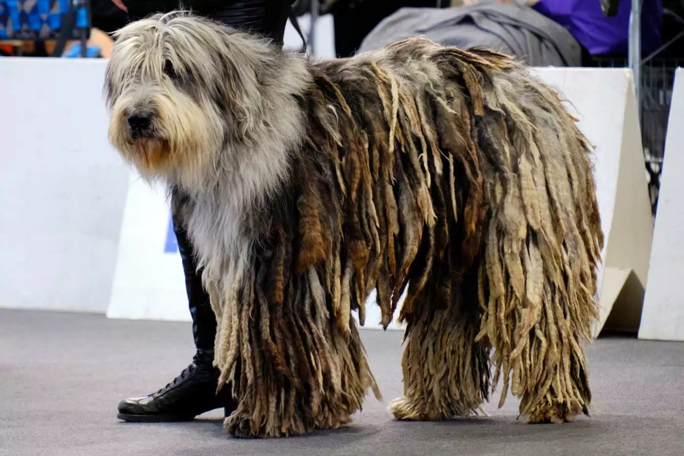 guida ai migliori cani da guardia: stori, aspetto, carattere, adattabilità alla vita in famiglia e informazioni utili per una felice convivenza