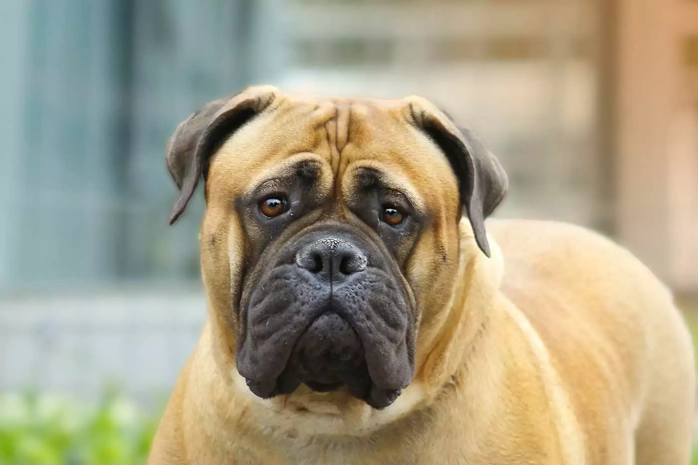 guida ai migliori cani da guardia, storia, aspetto, carattere, adattabilità alla vita in famiglia e caratteristiche generali