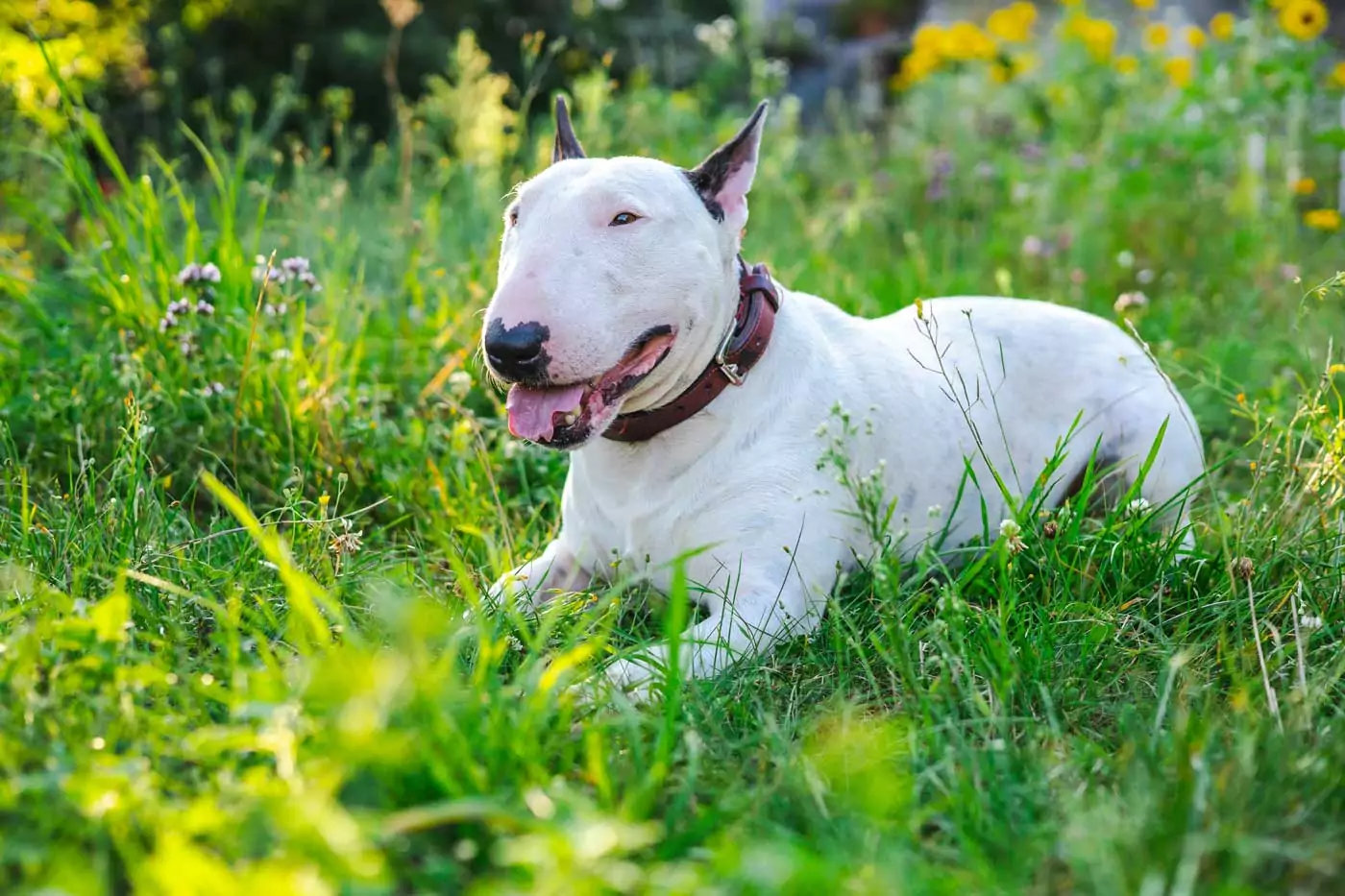 guida ai migliori cani da guardia: stori, aspetto, carattere, adattabilità alla vita in famiglia e informazioni utili per una felice convivenza