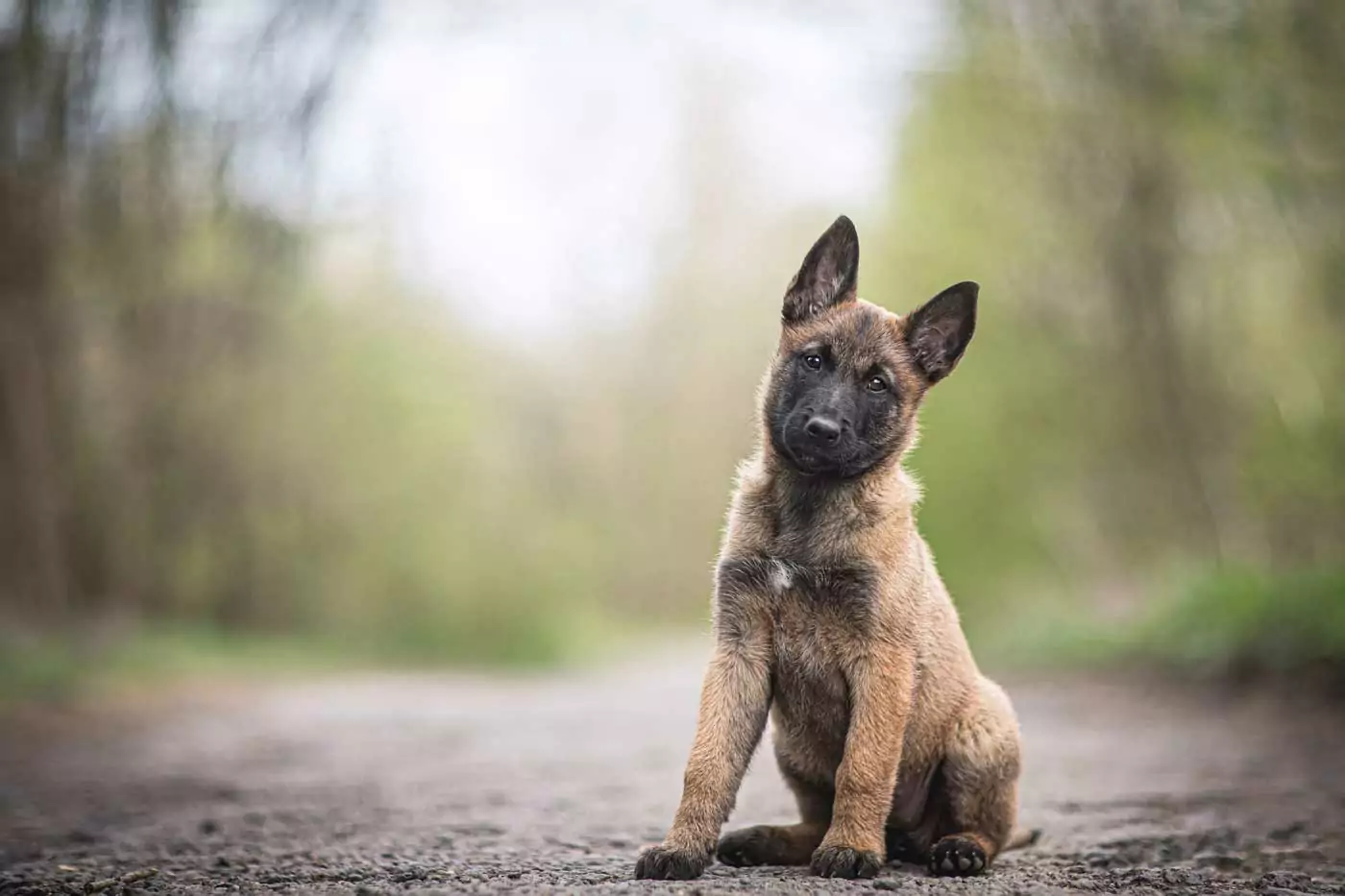 guida ai migliori cani da guardia, storia, aspetto, carattere, adattabilità alla vita in famiglia e caratteristiche generali