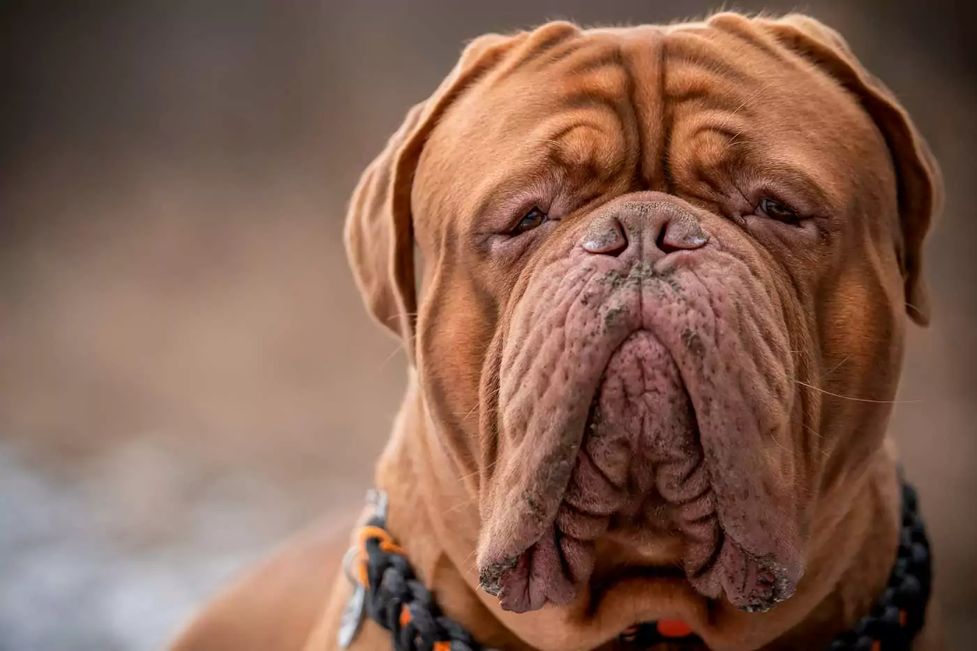 guida ai migliori cani da guardia, storia, aspetto, carattere, adattabilità alla vita in famiglia e caratteristiche generali