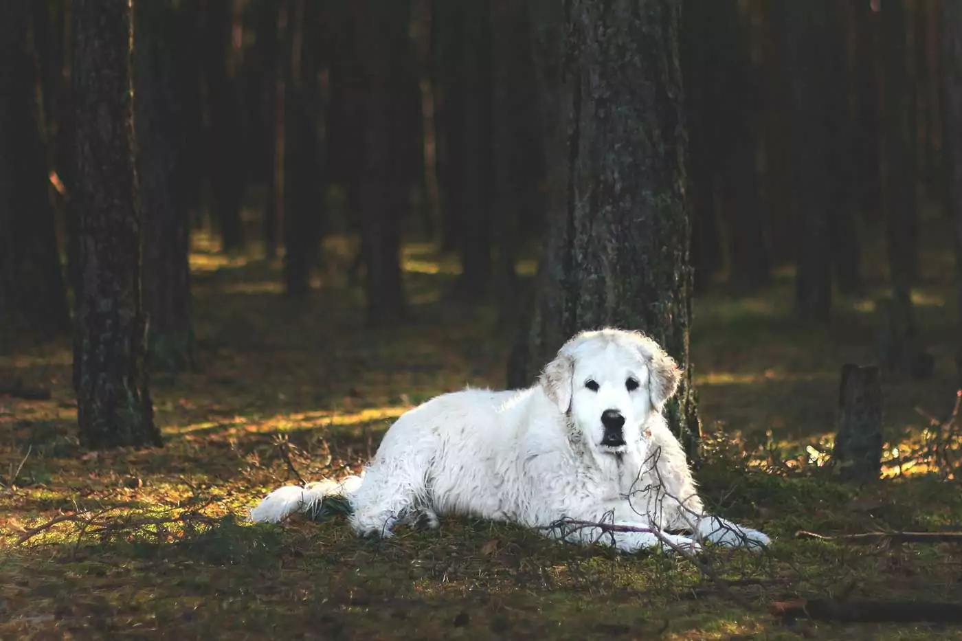 guida ai migliori cani da guardia, storia, aspetto, carattere, adattabilità alla vita in famiglia e caratteristiche generali