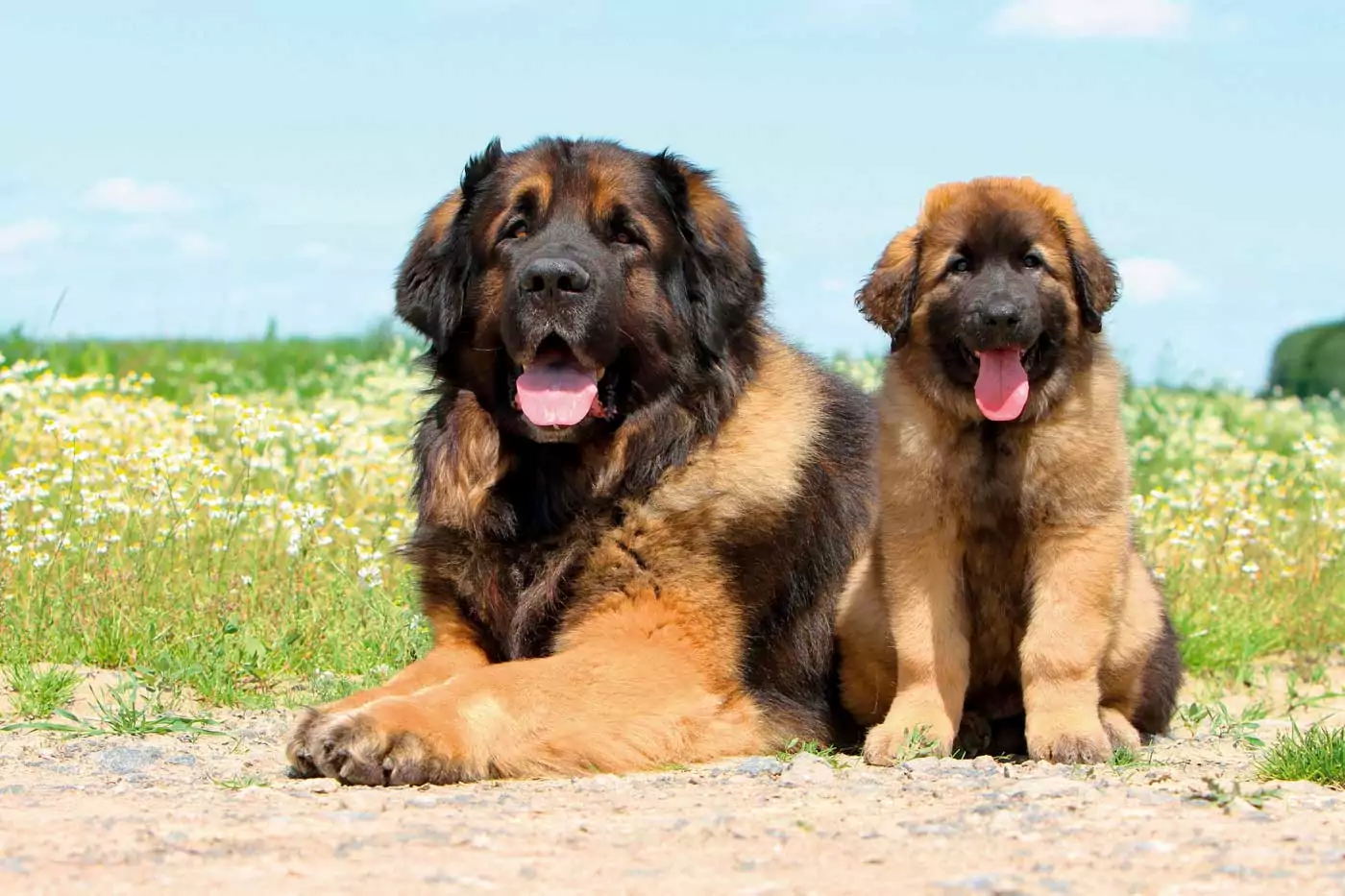 guida ai migliori cani da guardia, storia, aspetto, carattere, adattabilità alla vita in famiglia e caratteristiche generali