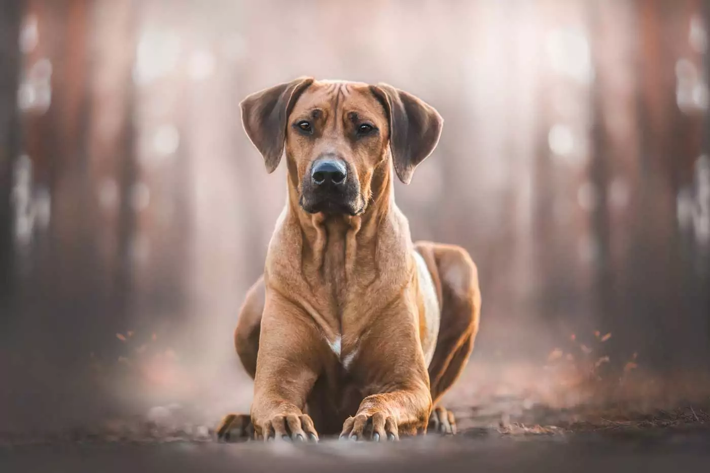 guida ai migliori cani da guardia: stori, aspetto, carattere, adattabilità alla vita in famiglia e informazioni utili per una felice convivenza