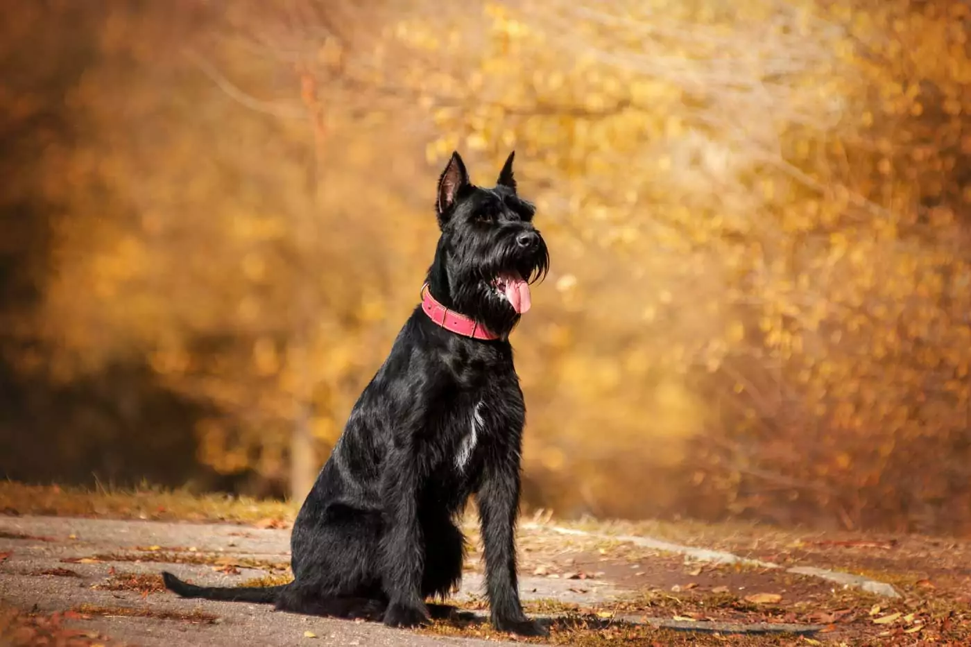 guida ai migliori cani da guardia: stori, aspetto, carattere, adattabilità alla vita in famiglia e informazioni utili per una felice convivenza