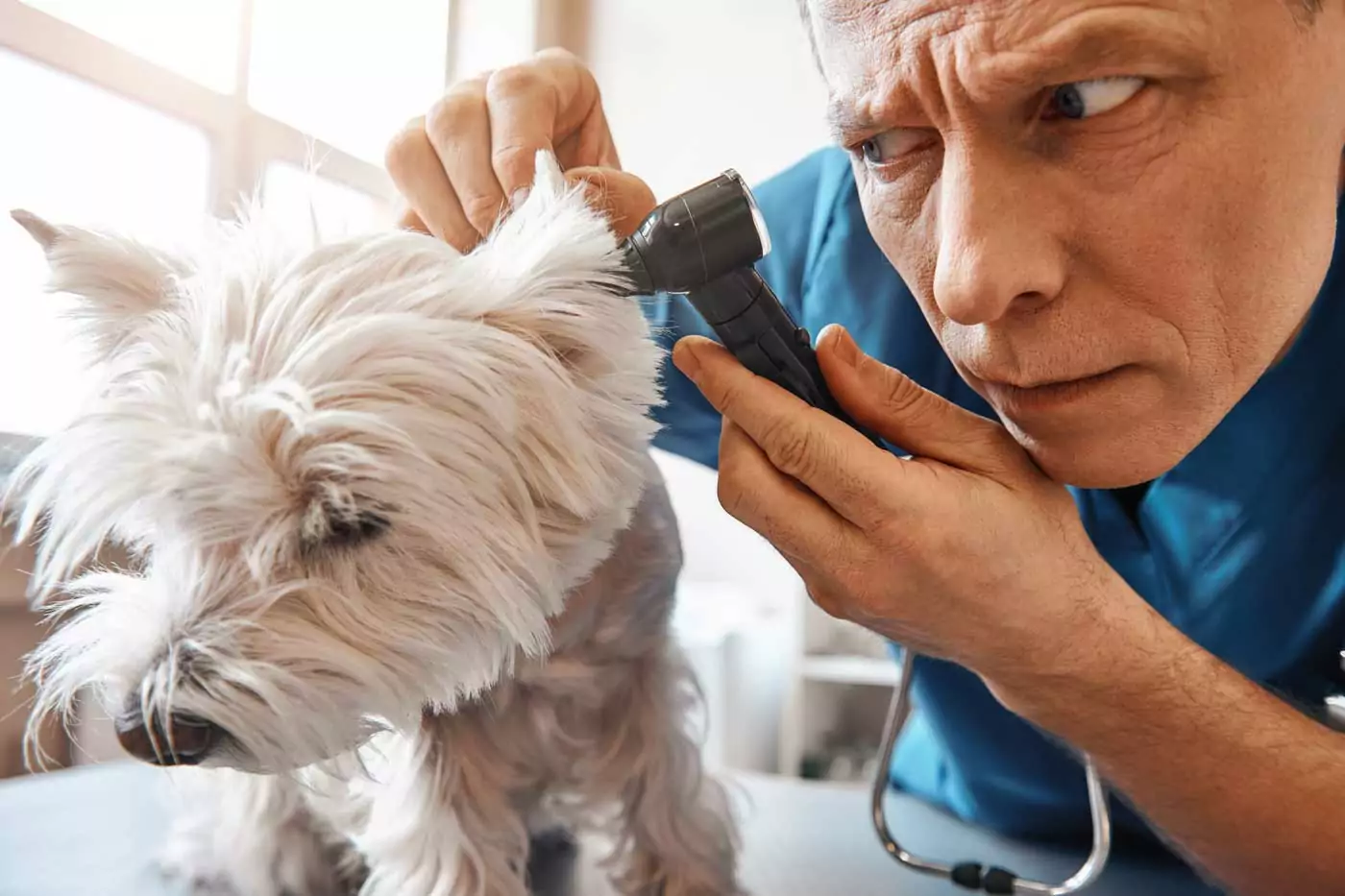 Otite del cane: scopri le cause, i sintomi e le soluzioni per questa fastidiosa condizione.