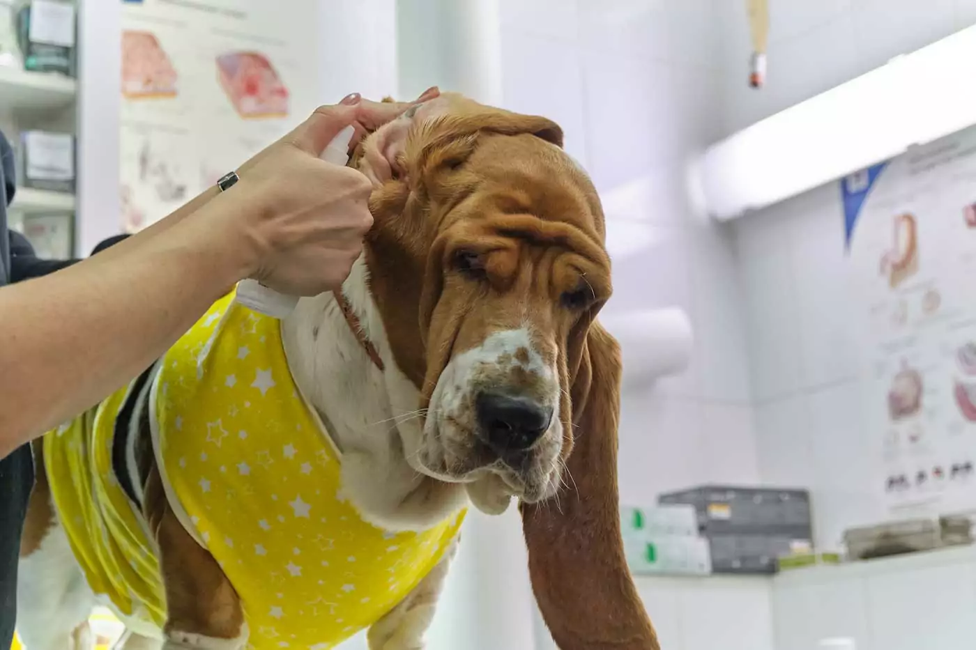 Otite del cane: scopri le cause, i sintomi e le soluzioni per questa fastidiosa condizione.