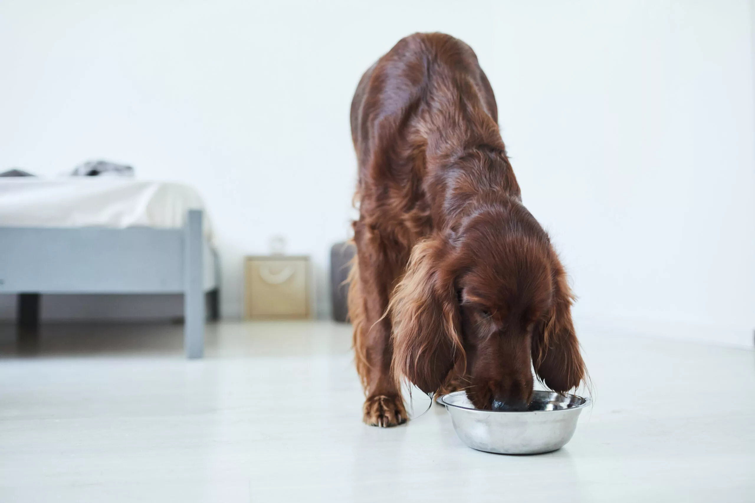 guida completa all'alimentazione del cane con pancreatite. alimenti vietati e consentiti e consigli per una migliore gestione della malattia.