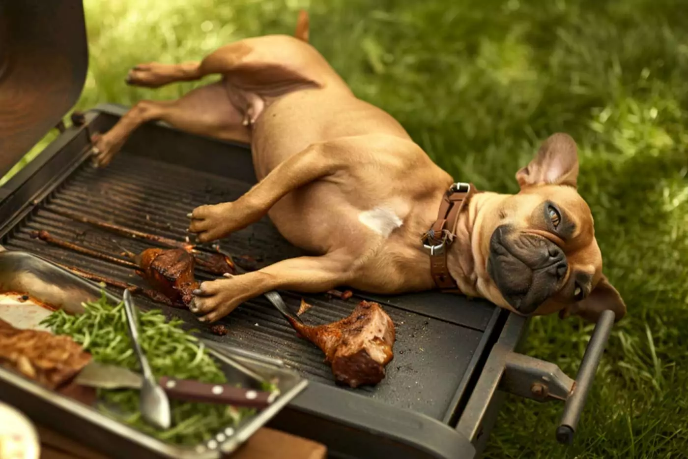 guida completa alla somministrazione di carne di maiale al cane; come cucinarla, quanta e quali tipi sono indicati per il tuo amico.